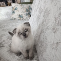 Scottish Fold, Kedi  Tek fotoğrafı