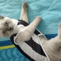Scottish Fold, Kedi  Tek fotoğrafı