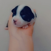Chihuahua, Köpek  Belli değil fotoğrafı