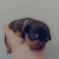 Chihuahua, Köpek  Belli değil fotoğrafı