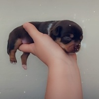 Chihuahua, Köpek  Belli değil fotoğrafı