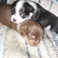 Chihuahua, Köpek  Belli değil fotoğrafı