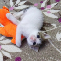 Tekir Kedi, Kedi  Minnak fotoğrafı