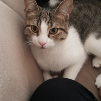 Tekir Kedi, Kedi  Pıtır fotoğrafı