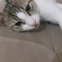 Tekir Kedi, Kedi  Pıtır fotoğrafı