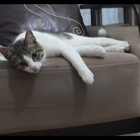 Tekir Kedi, Kedi  Pıtır fotoğrafı