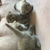 Scottish Fold, Kedi  çerez fotoğrafı