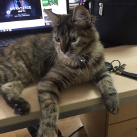 Tekir Kedi, Kedi  Zilli fotoğrafı