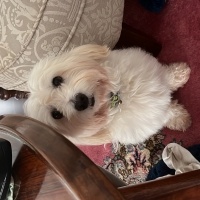 Maltese, Köpek  Cookie fotoğrafı