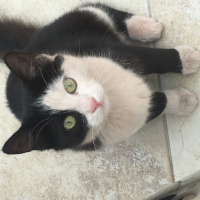 Soke, Kedi  Panda fotoğrafı
