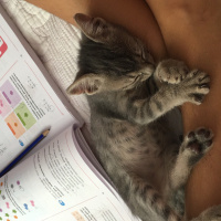 Soke, Kedi  Panda fotoğrafı