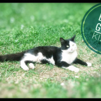Soke, Kedi  Panda fotoğrafı