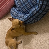 Chihuahua, Köpek  Lucas fotoğrafı