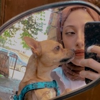 Chihuahua, Köpek  Lucas fotoğrafı