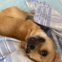 Chihuahua, Köpek  Lucas fotoğrafı