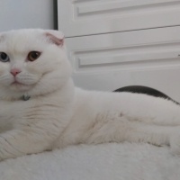Scottish Fold, Kedi  PAMUK fotoğrafı