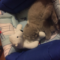 Scottish Fold, Kedi  plüton fotoğrafı