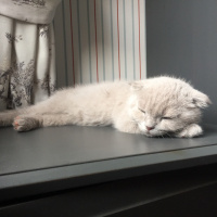 Scottish Fold, Kedi  plüton fotoğrafı