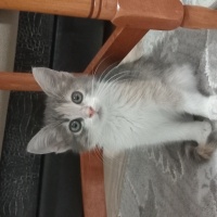 Tekir Kedi, Kedi  Boncuk fotoğrafı