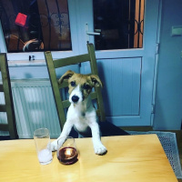 Jack Russell Terrier, Köpek  Patin fotoğrafı