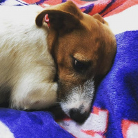 Jack Russell Terrier, Köpek  Patin fotoğrafı