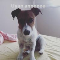 Jack Russell Terrier, Köpek  Patin fotoğrafı
