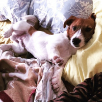 Jack Russell Terrier, Köpek  Patin fotoğrafı