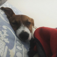 Jack Russell Terrier, Köpek  Patin fotoğrafı