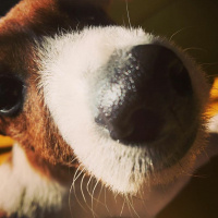 Jack Russell Terrier, Köpek  Patin fotoğrafı