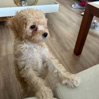 Poodle(Standart Kaniş), Köpek  Latte fotoğrafı