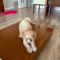 Poodle(Standart Kaniş), Köpek  Latte fotoğrafı