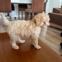 Poodle(Standart Kaniş), Köpek  Latte fotoğrafı