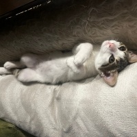 Tekir Kedi, Kedi  Bıdık fotoğrafı