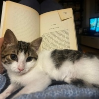 Tekir Kedi, Kedi  Bıdık fotoğrafı