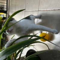 Tekir Kedi, Kedi  Bıdık fotoğrafı
