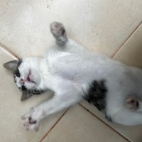 Tekir Kedi, Kedi  Bıdık fotoğrafı
