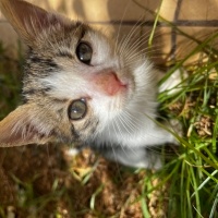 Tekir Kedi, Kedi  Bıdık fotoğrafı