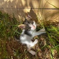 Tekir Kedi, Kedi  Bıdık fotoğrafı