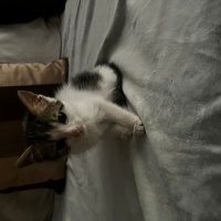 Tekir Kedi, Kedi  Bıdık fotoğrafı