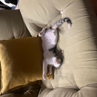 Tekir Kedi, Kedi  Bıdık fotoğrafı