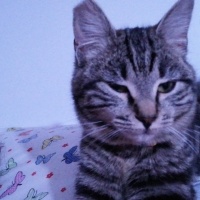 Tekir Kedi, Kedi  Pati fotoğrafı