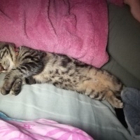 Tekir Kedi, Kedi  Pati fotoğrafı