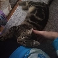 Tekir Kedi, Kedi  Pati fotoğrafı