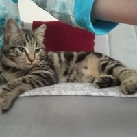 Tekir Kedi, Kedi  Pati fotoğrafı