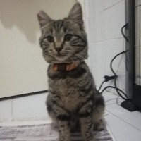 Tekir Kedi, Kedi  Pati fotoğrafı
