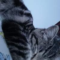 Tekir Kedi, Kedi  Pati fotoğrafı