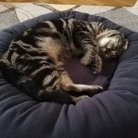 Tekir Kedi, Kedi  Pati fotoğrafı