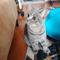 British Shorthair, Kedi  Köpük fotoğrafı