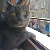 Mavi Rus, Kedi  Sherlock fotoğrafı