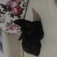 Bombay, Kedi  BİTTER fotoğrafı